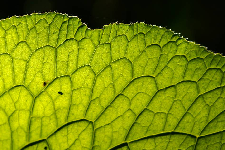 Homepage for Beauty & Skincare Organic and Natural Beauty organic plants