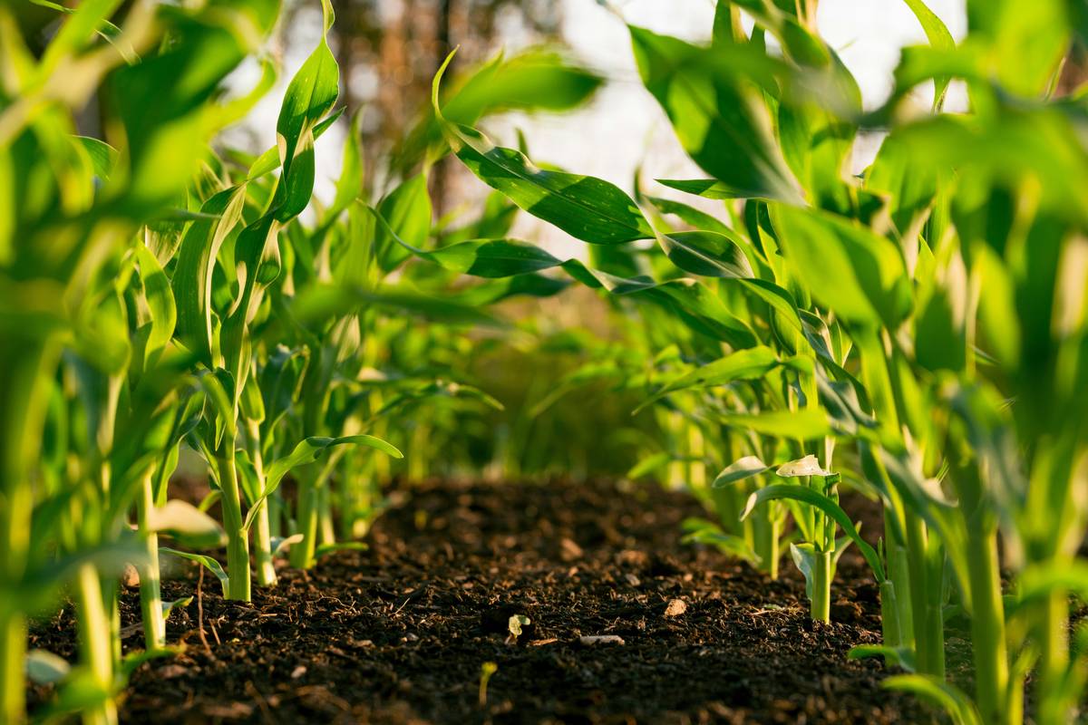 Close-up of fresh organic plants used in plant-based anti-aging skincare