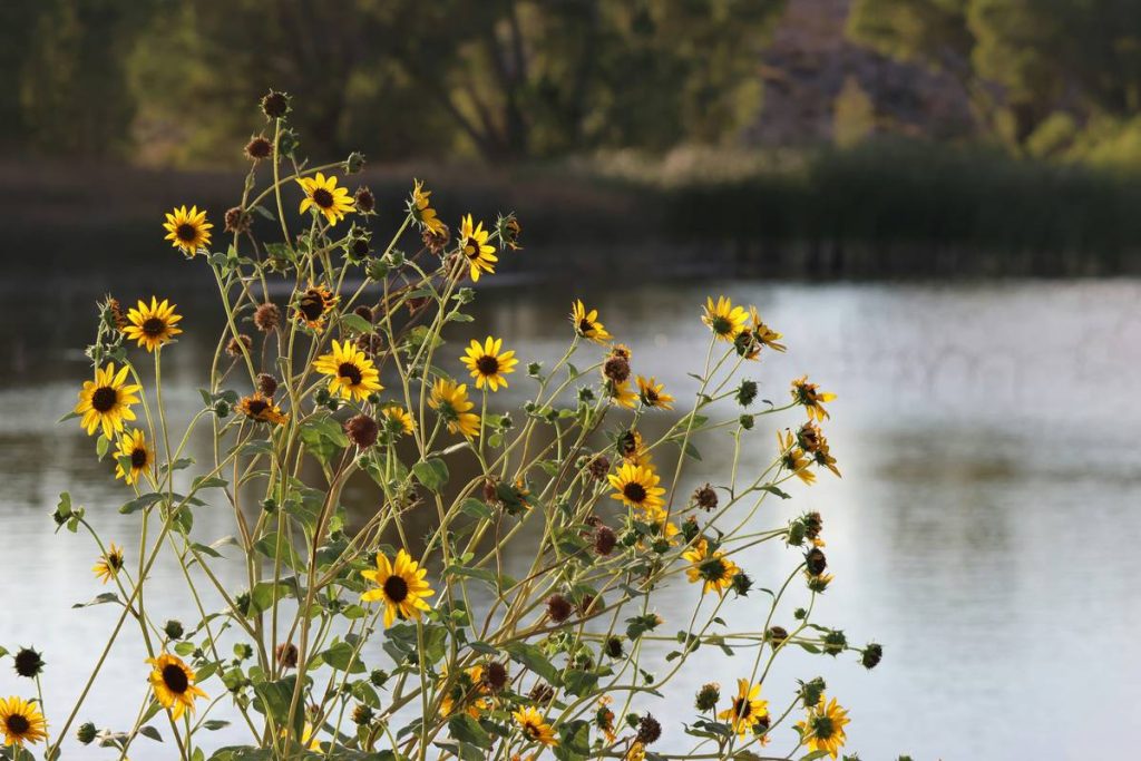 organic sunflower for skin: the underrated powerhouse hiding in plain sight