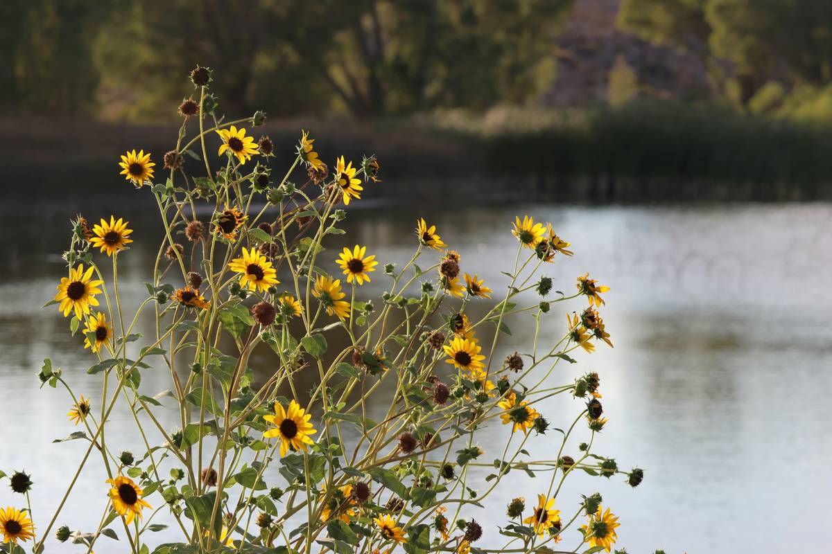 organic sunflower for skin: the underrated powerhouse hiding in plain sight
