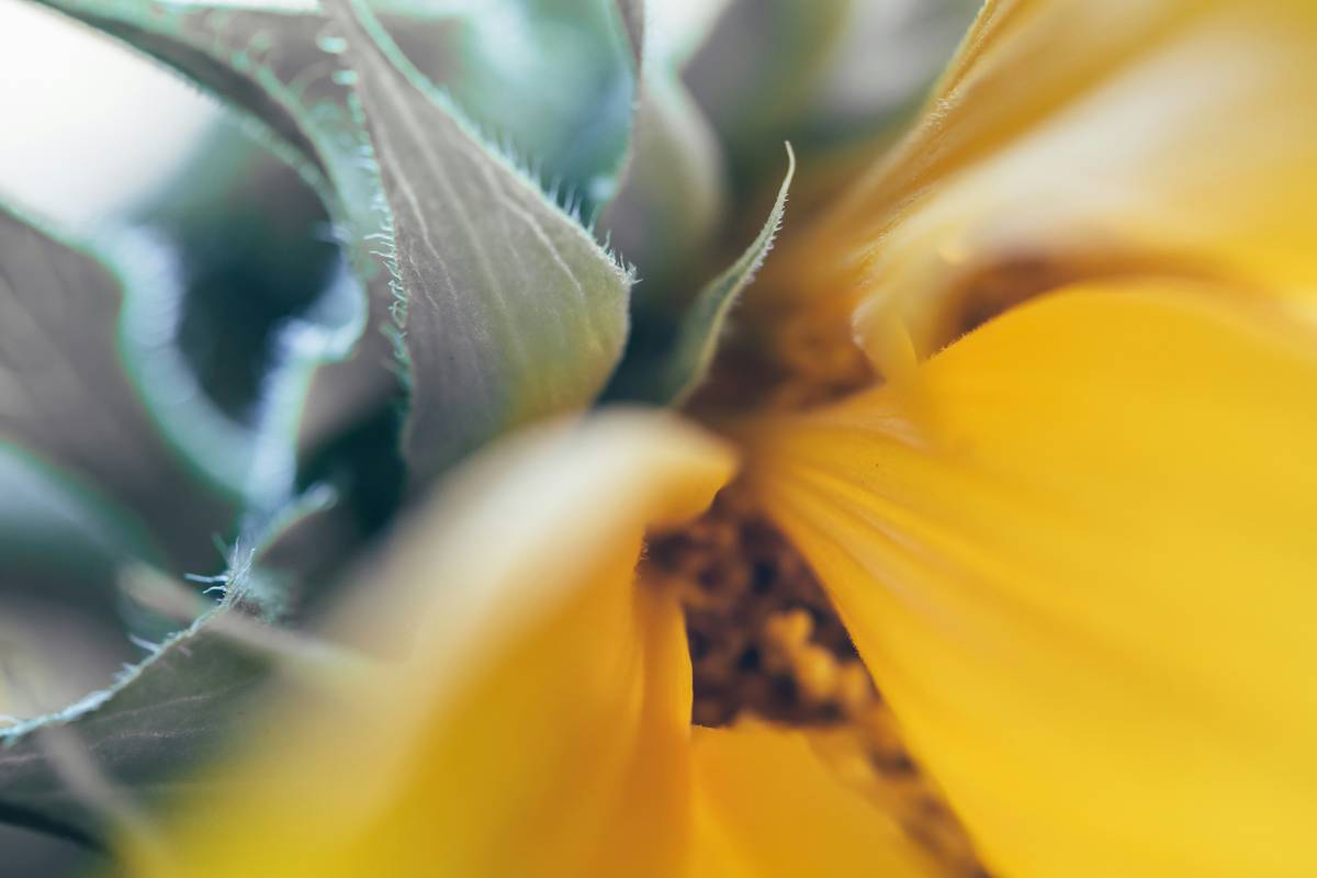 woman applying organic sunflower for skin oil to face in natural light