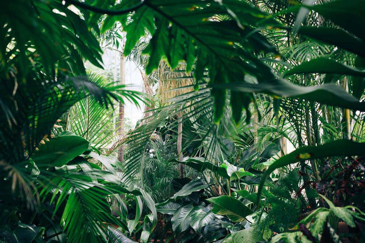 Why Plant-Derived Vitamins for Skin Outperform Synthetic Alternatives—And How to Use Them Right