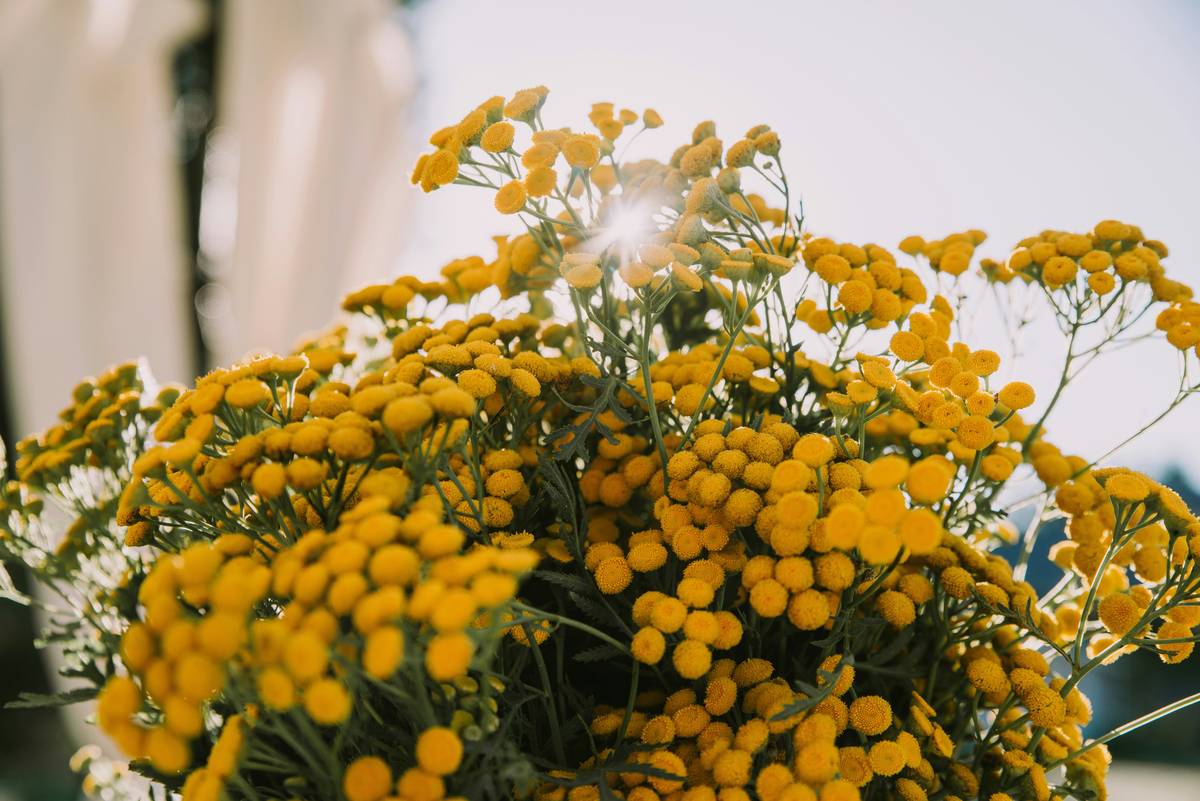 Indoor Yarrow for Skincare: 7 Proven Tips to Avoid Costly Mistakes