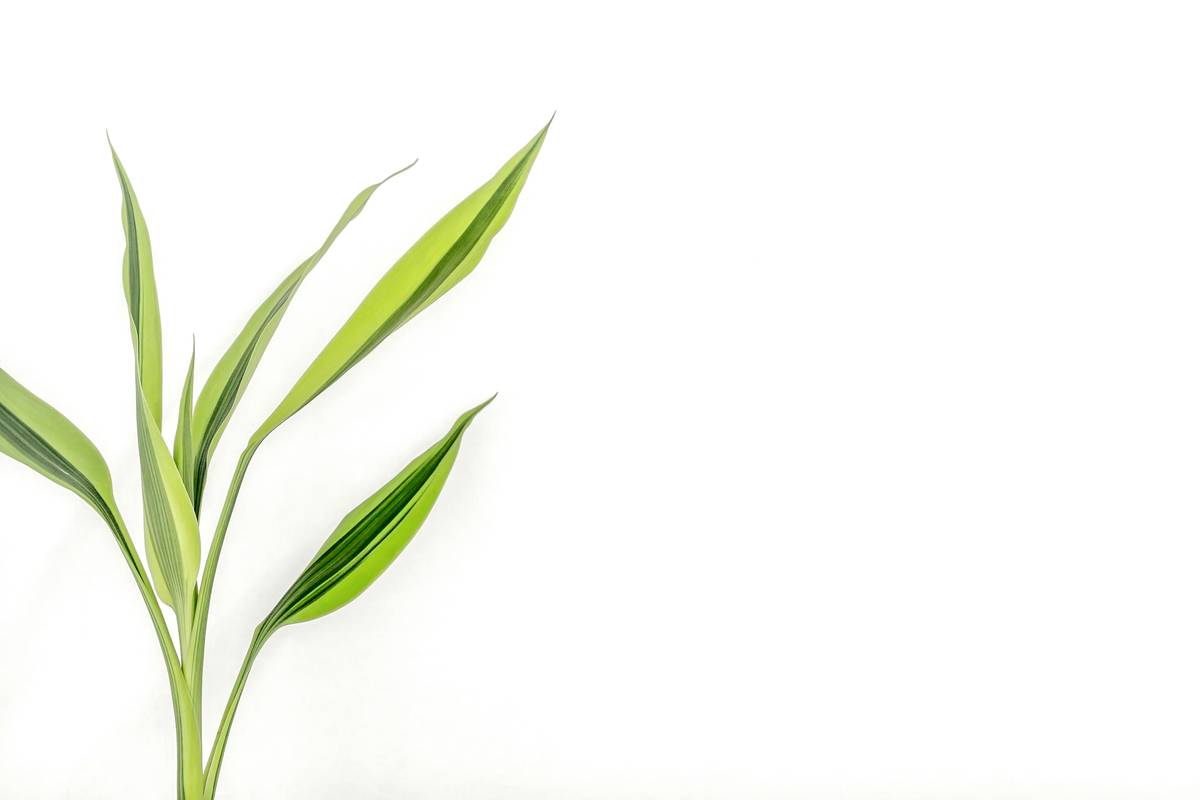 Organic Tarragon for Skin: 7 Proven Tips to Avoid Costly Mistakes