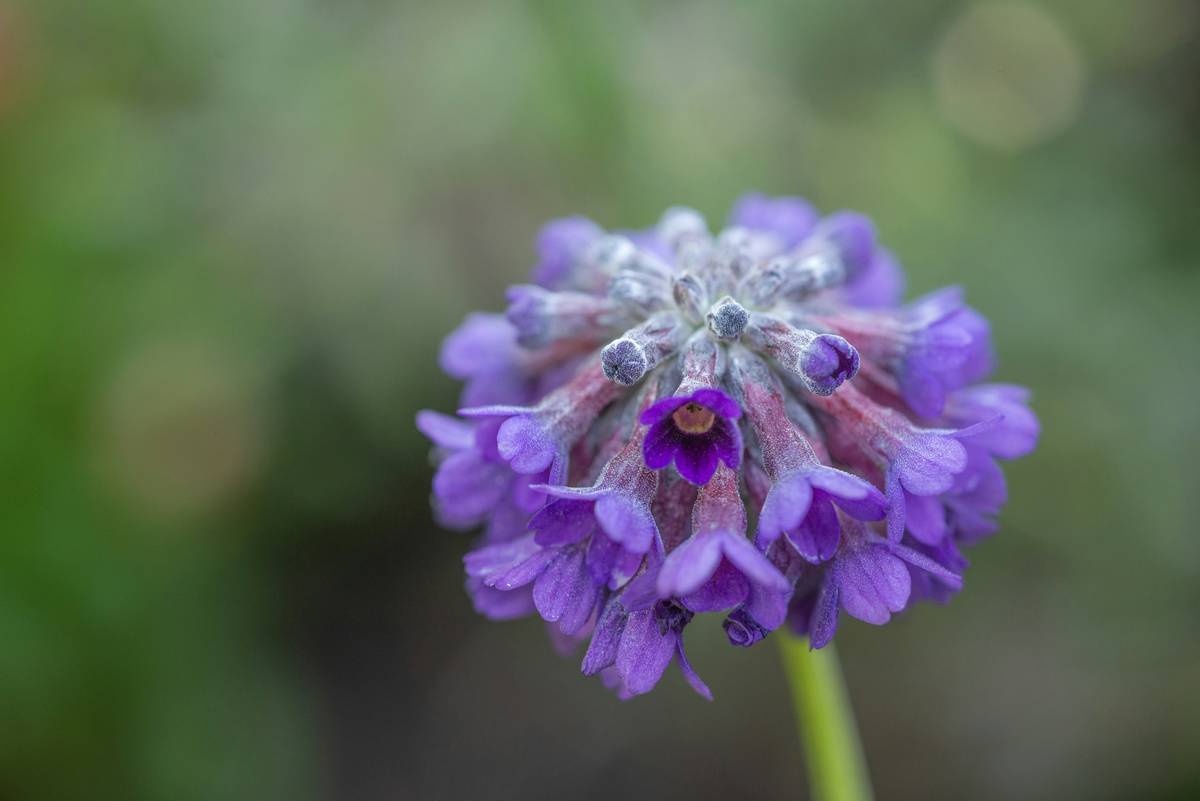 Spiderwort plant on bathroom counter used for natural skin benefits