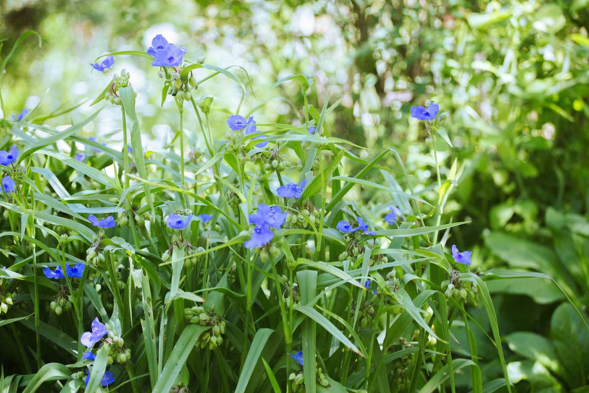 Spiderwort for Skin Benefits: The Overlooked Indoor Plant That Fights Inflammation Naturally