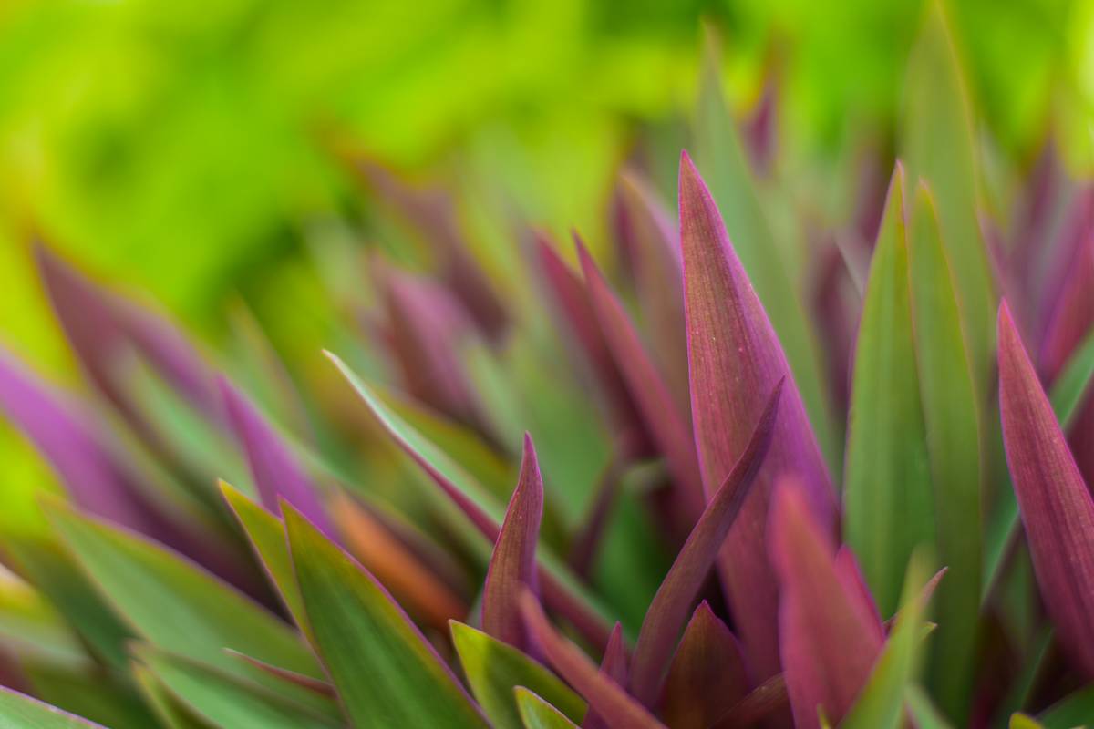 Fresh spiderwort leaf infusion for skin benefits