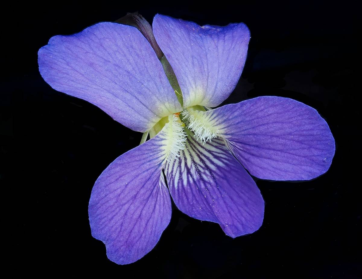 fresh organic violet for skin poultice applied to irritated cheeks