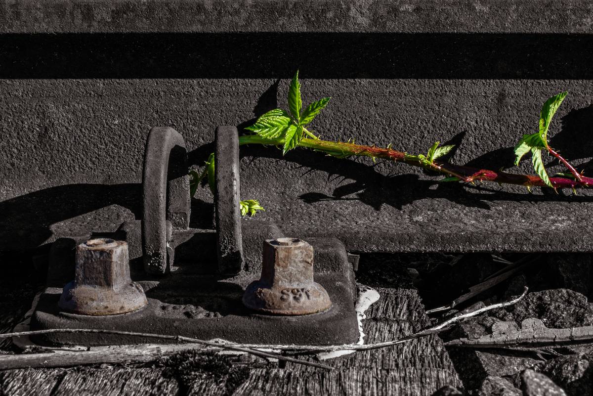 Cast iron plant for skincare sitting on a bathroom windowsill near clean cotton towels and glass skincare bottles