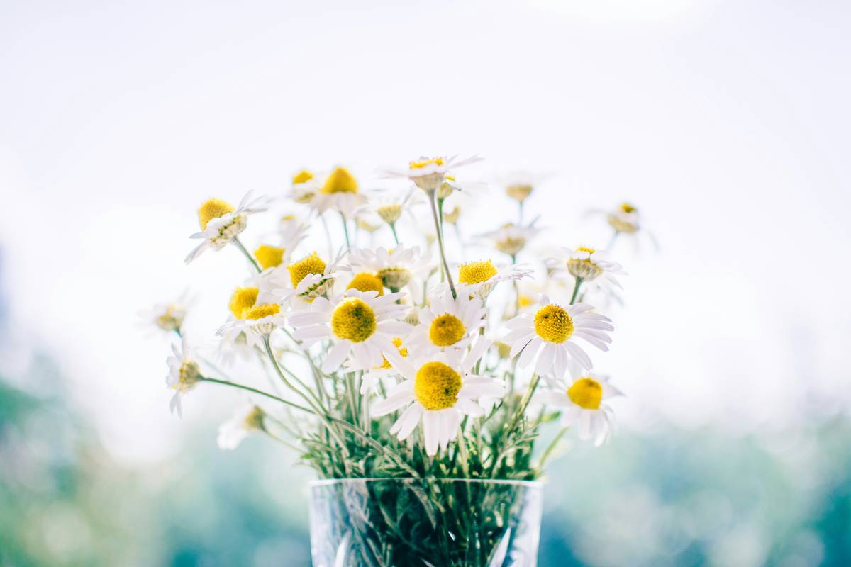 Fresh organic daisy for skin infusion in a glass jar with distilled water and petals, labeled 'organic daisy for skin'