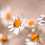 Organic Daisy for Skin: 7 Proven Ways to Avoid Costly Mistakes