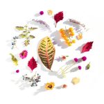 Plant-Infused Beauty Oils: 7 Proven Ways to Avoid Costly Mistakes