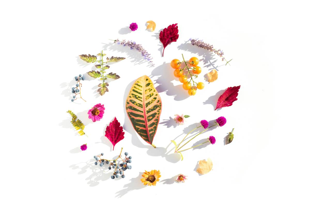 Plant-Infused Beauty Oils: 7 Proven Ways to Avoid Costly Mistakes